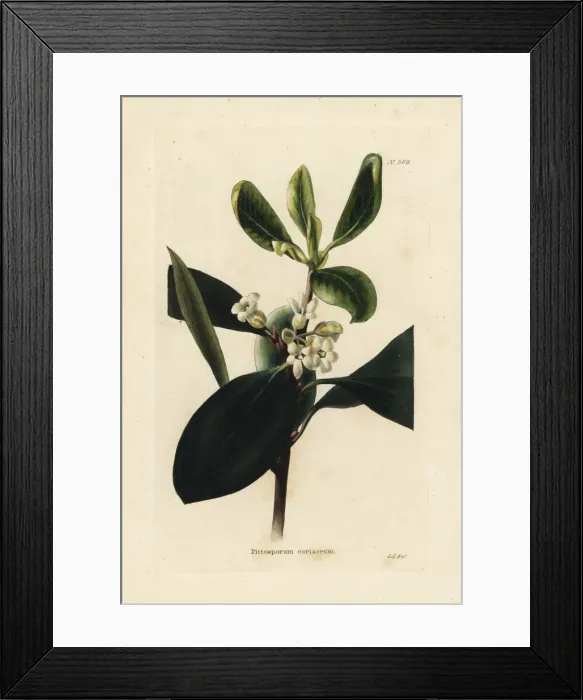 Framed Print : Pittosporum coriaceum Framed Print : Pittosporum coriaceum