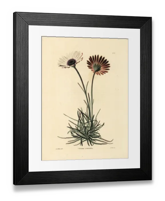 Framed Print : Dimorphotheca nudicaulis var. graminifolia