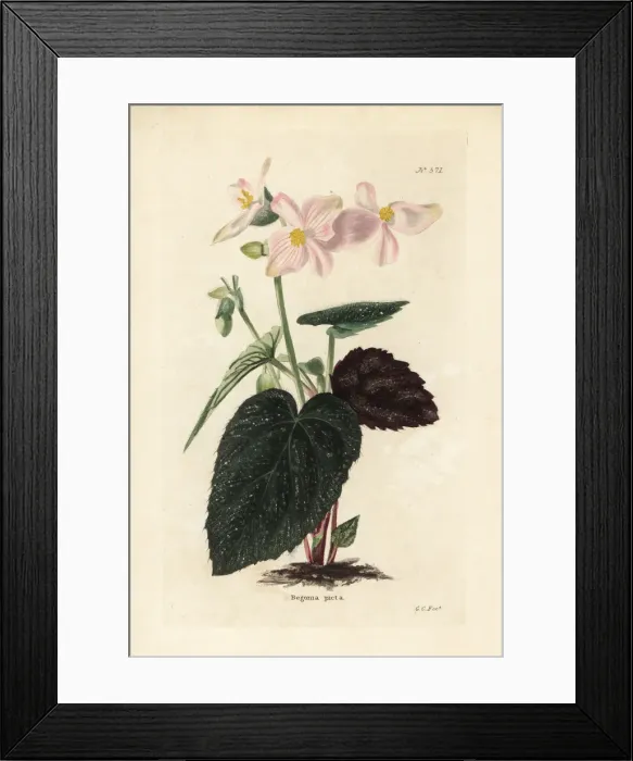 Framed Print : Painted begonia, Begonia picta Framed Print : Painted begonia, Begonia picta