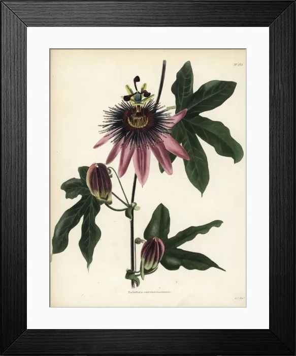 Framed Print : Caeruleoracemosa passionflower, Passiflora caeruleo-racemosa Framed Print : Caeruleoracemosa passionflower, Passiflora caeruleo-racemosa