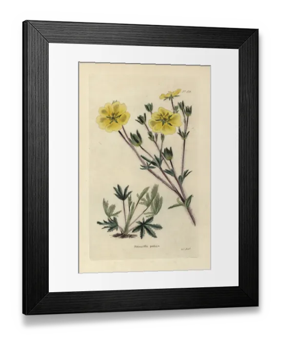 Framed Print : Cinquefoil, Potentilla pedata Framed Print : Cinquefoil, Potentilla pedata