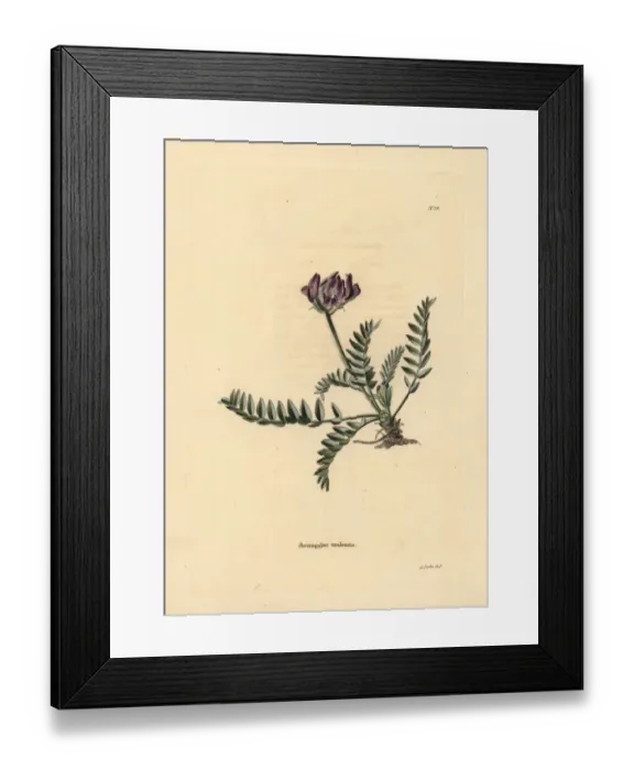Framed Print : Ural axe vetch, Oxytropis uralensis Framed Print : Ural axe vetch, Oxytropis uralensis