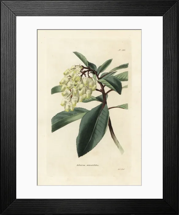 Framed Print : Greek strawberry tree, Arbutus andrachne