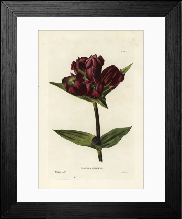 Framed Print : Purple gentian, Gentiana purpurea Framed Print : Purple gentian, Gentiana purpurea