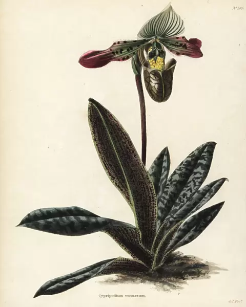 Paphiopedilum venustum