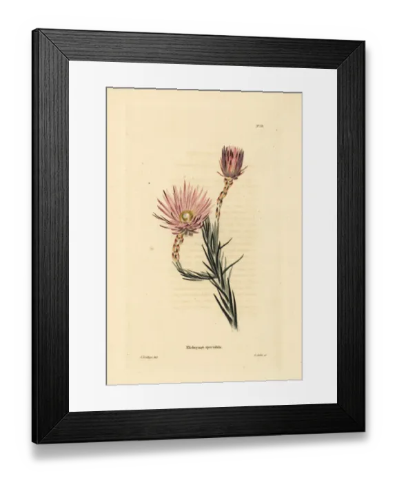 Framed Print : Edmondia pinifolia Framed Print : Edmondia pinifolia
