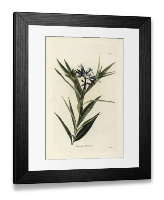 Framed Print : Blue star, Amsonia tabernaemontana var. salicifolia Framed Print : Blue star, Amsonia tabernaemontana var. salicifolia