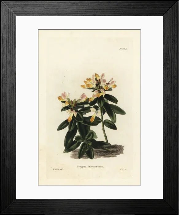 Framed Print : Shrubby milkwort, Polygala chamaebuxus Framed Print : Shrubby milkwort, Polygala chamaebuxus