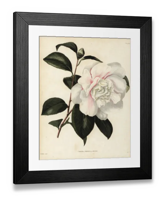 Framed Print : Japanese camellia cultivar, Camellia japonica pomponia Framed Print : Japanese camellia cultivar, Camellia japonica pomponia