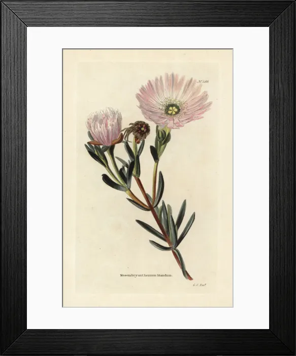 Framed Print : Pink vygie or ice plant, Lampranthus blandus Framed Print : Pink vygie or ice plant, Lampranthus blandus