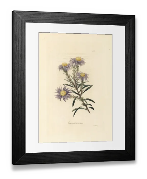 Framed Print : Flax-leaf ankle-aster, Ionactis linariifolia Framed Print : Flax-leaf ankle-aster, Ionactis linariifolia
