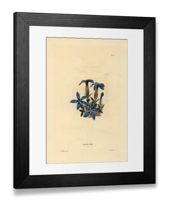 Framed Print : Spring gentian, Gentiana verna Framed Print : Spring gentian, Gentiana verna