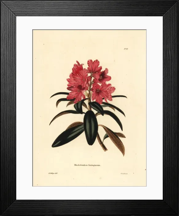 Framed Print : Alpenrose or snow-rose, Rhododendron ferrugineum Framed Print : Alpenrose or snow-rose, Rhododendron ferrugineum