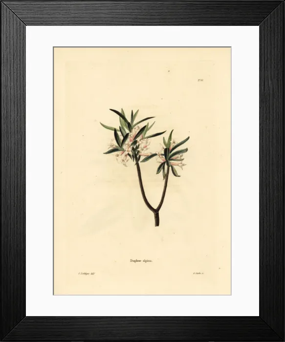 Framed Print : Daphne alpina Framed Print : Daphne alpina