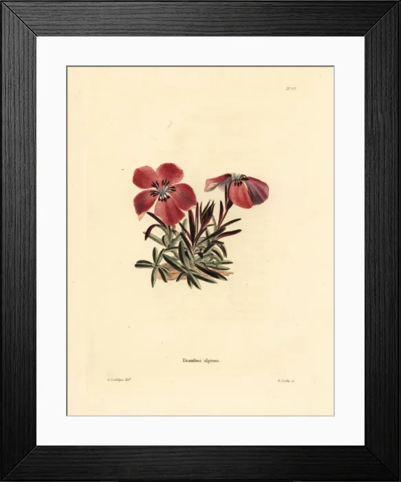 Framed Print : Alpine pink, Dianthus alpinus Framed Print : Alpine pink, Dianthus alpinus