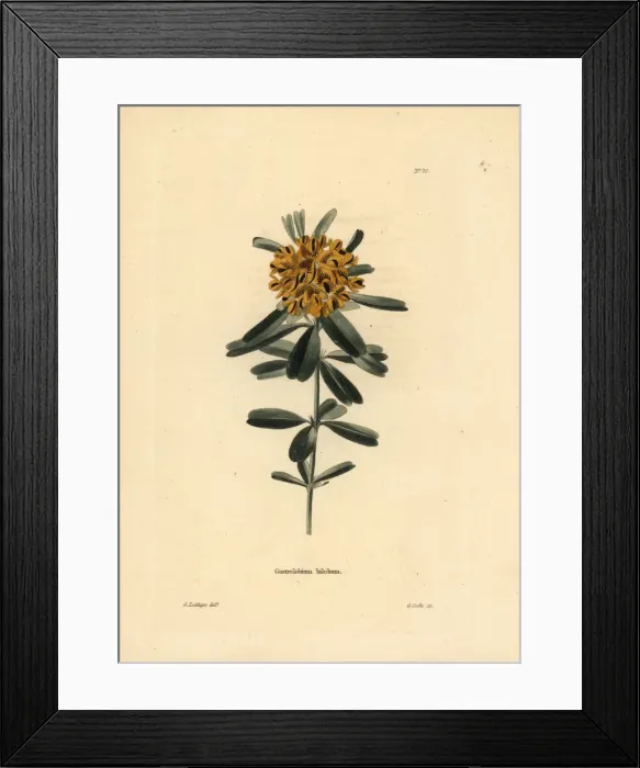 Framed Print : Heart-leaved poison, Gastrolobium bilobum Framed Print : Heart-leaved poison, Gastrolobium bilobum