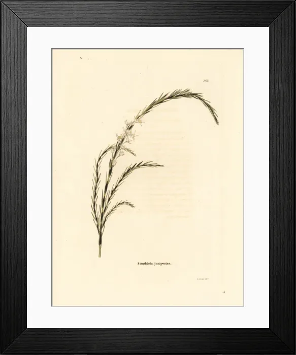 Framed Print : Gonna, Struthiola juniperina Framed Print : Gonna, Struthiola juniperina