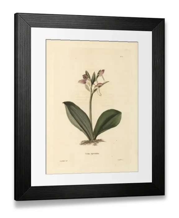 Framed Print : Gay orchis, Galearis spectabilis Framed Print : Gay orchis, Galearis spectabilis