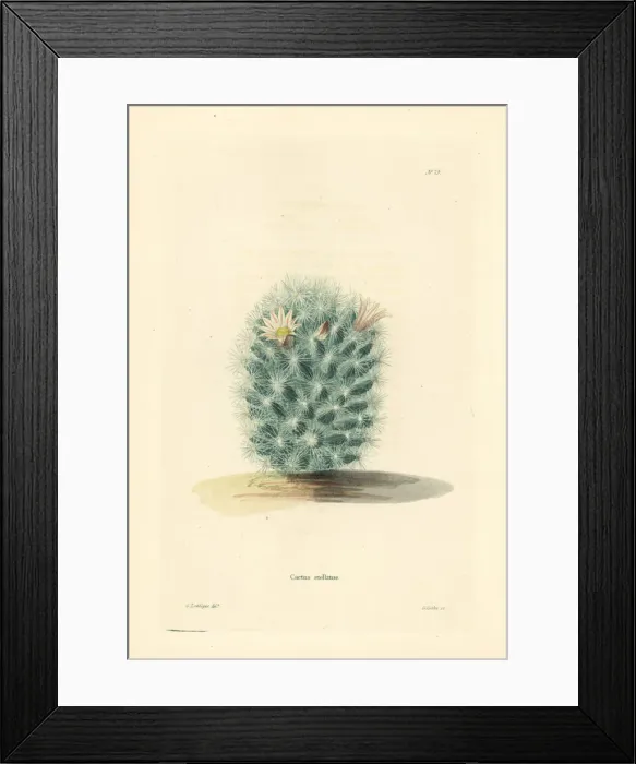 Framed Print : Baja organ pipe cactus, Stenocereus stellatus Framed Print : Baja organ pipe cactus, Stenocereus stellatus