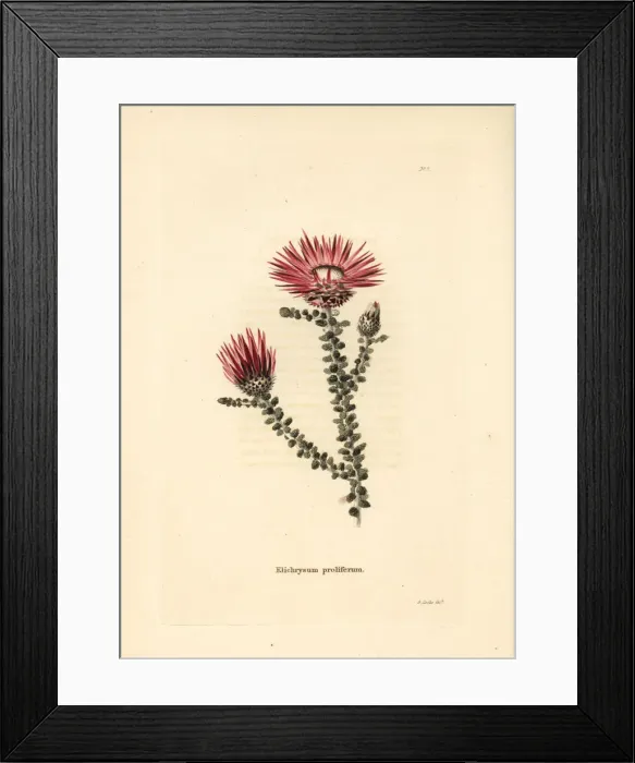 Framed Print : Helichrysum proliferum Framed Print : Helichrysum proliferum
