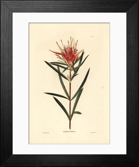 Framed Print : Mountain devil, Lambertia formosa Framed Print : Mountain devil, Lambertia formosa