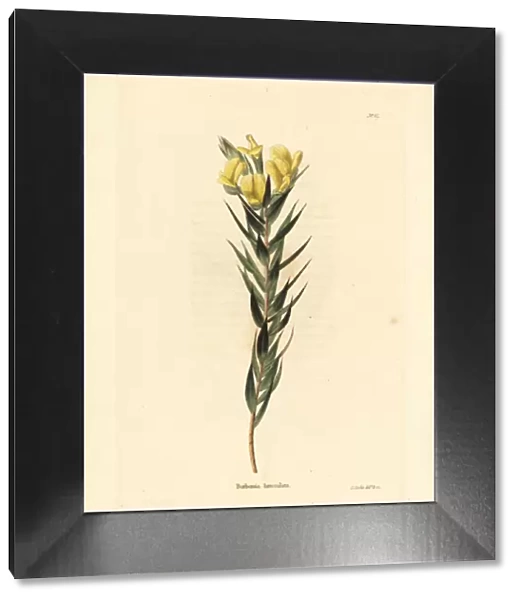 Cape gorse, Aspalathus angustifolia