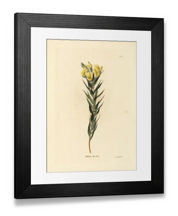 Framed Print : Cape gorse, Aspalathus angustifolia Framed Print : Cape gorse, Aspalathus angustifolia