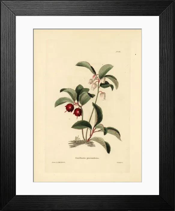 Framed Print : Eastern teaberry, Gaultheria procumbens Framed Print : Eastern teaberry, Gaultheria procumbens