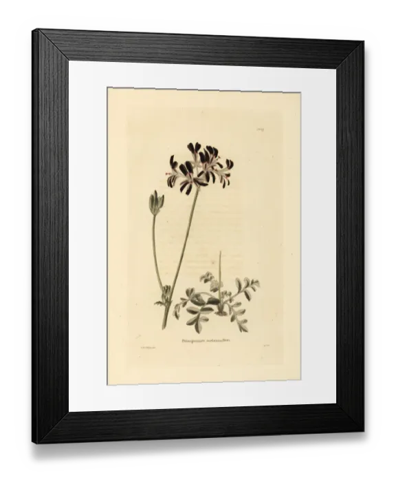 Framed Print : Pelargonium auritum Framed Print : Pelargonium auritum