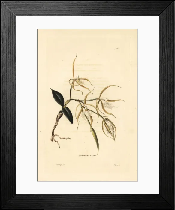 Framed Print : Fringed star orchid, Epidendrum ciliare Framed Print : Fringed star orchid, Epidendrum ciliare