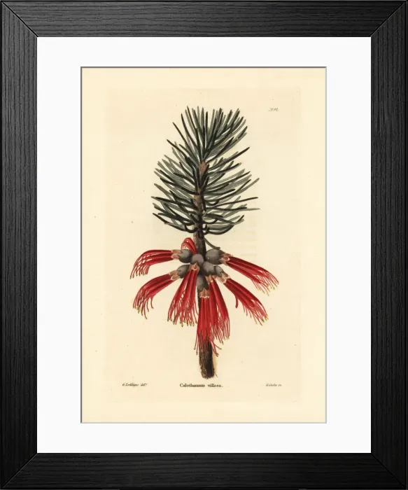 Framed Print : Woolly net-bush, Calothamnus villosus Framed Print : Woolly net-bush, Calothamnus villosus