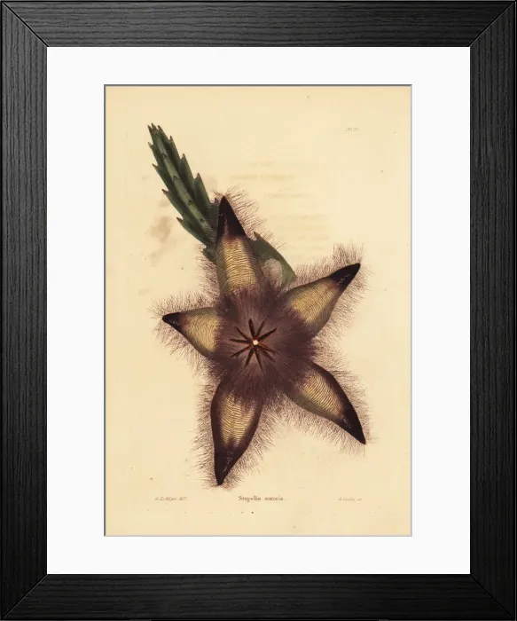 Framed Print : Gonostemon grandiflorus var. sororius