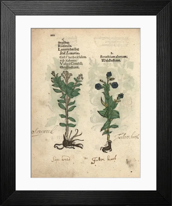 Framed Print : Soapwort or fullers herb, Saponaria officinalis Framed Print : Soapwort or fullers herb, Saponaria officinalis