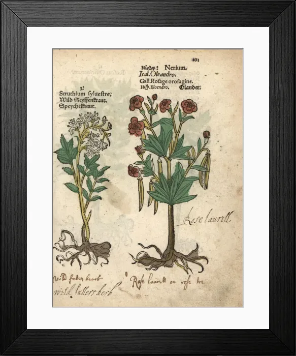 Framed Print : Wild fullers herb, Saponaria officinalis Framed Print : Wild fullers herb, Saponaria officinalis