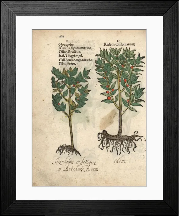Framed Print : Common butchers broom, Ruscus aculeatus Framed Print : Common butchers broom, Ruscus aculeatus