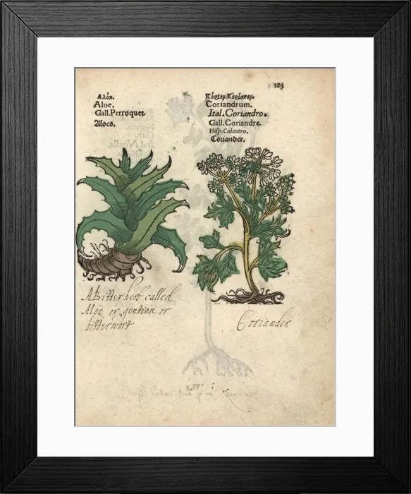 Framed Print : Aloe vera and coriander, Coriandrum sativum Framed Print : Aloe vera and coriander, Coriandrum sativum