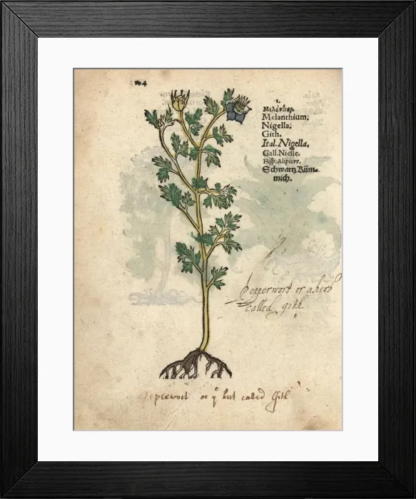 Framed Print : Black cumin, Nigella sativa Framed Print : Black cumin, Nigella sativa
