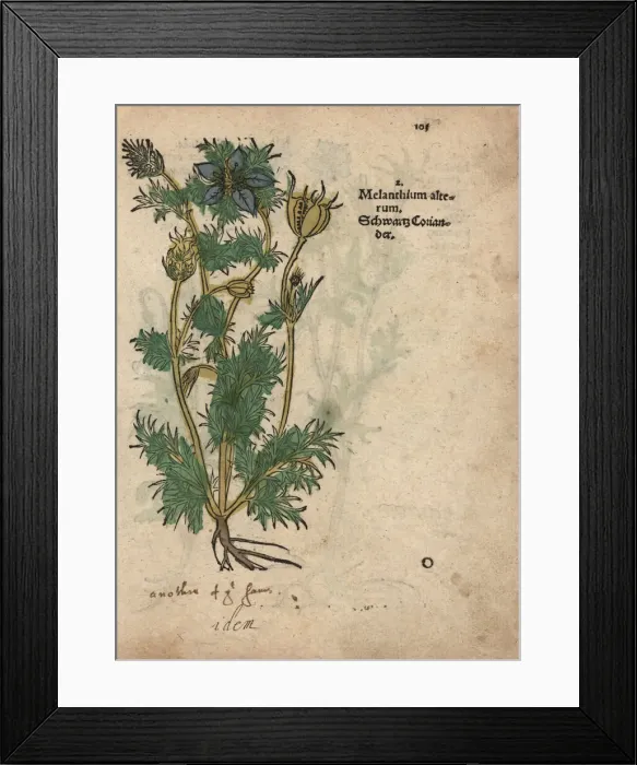 Framed Print : Black cumin, Nigella sativa Framed Print : Black cumin, Nigella sativa