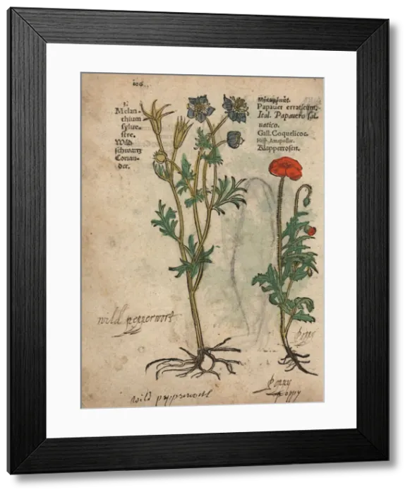 Framed Print : Wild nigella, Nigella arvensis, and corn poppy Framed Print : Wild nigella, Nigella arvensis, and corn poppy