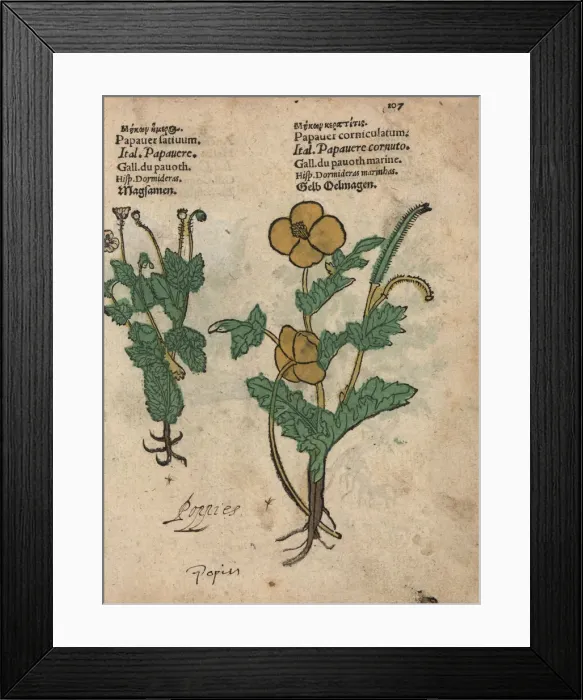 Framed Print : Opium poppy, Papaver somniferum, and horned Framed Print : Opium poppy, Papaver somniferum, and horned