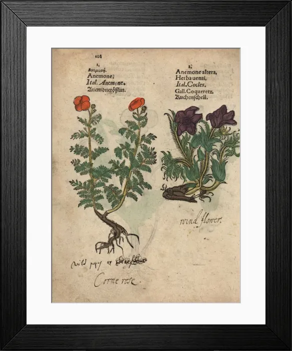 Framed Print : Poppy anemone, Anemone coronara, and pasque Framed Print : Poppy anemone, Anemone coronara, and pasque