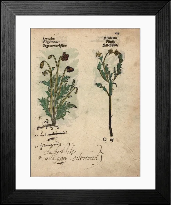 Framed Print : Prickly poppy, Argemone mexicana, and butcher s Framed Print : Prickly poppy, Argemone mexicana, and butcher s