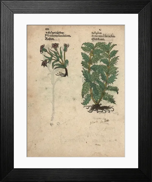 Framed Print : Corncockle, Agrostemma githago, and woundwort Framed Print : Corncockle, Agrostemma githago, and woundwort