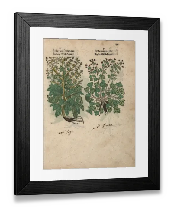 Framed Print : Burnet, Sanguisorba minor, and herb robert Framed Print : Burnet, Sanguisorba minor, and herb robert