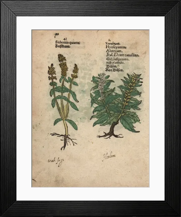 Framed Print : Perennial yellow woundwort and henbane Framed Print : Perennial yellow woundwort and henbane
