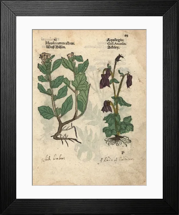 Framed Print : White henbane, Hyoscyamus albus, and columbine Framed Print : White henbane, Hyoscyamus albus, and columbine