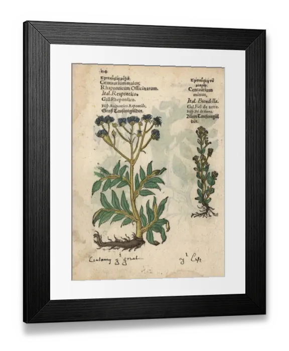 Framed Print : Greater centaury, Centaurium majus, and common Framed Print : Greater centaury, Centaurium majus, and common