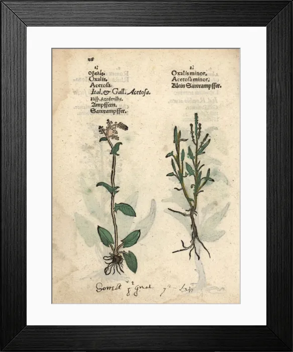 Framed Print : Sorrel, Rumex acetosa, and sheeps sorrel, Rumex acetosella Framed Print : Sorrel, Rumex acetosa, and sheeps sorrel, Rumex acetosella