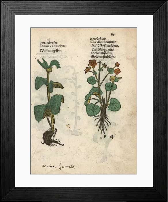 Framed Print : Western dock, Rumex aquaticus, and ox-eye Framed Print : Western dock, Rumex aquaticus, and ox-eye
