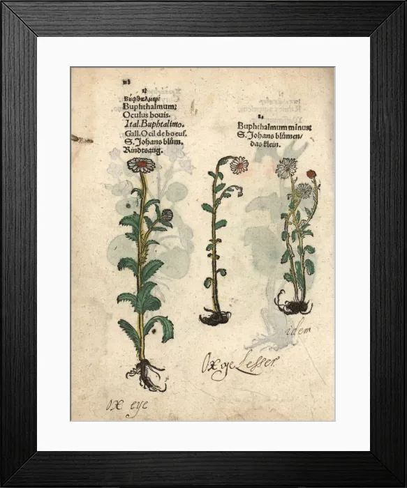 Framed Print : Ox-eye daisy, Buphthalmum salicifolium Framed Print : Ox-eye daisy, Buphthalmum salicifolium